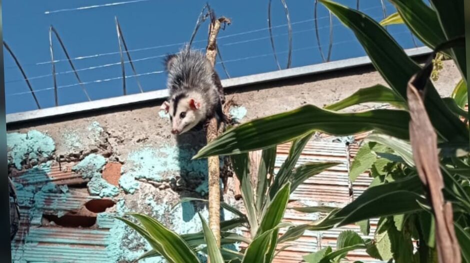 Gambá ficou pendurado até o resgate