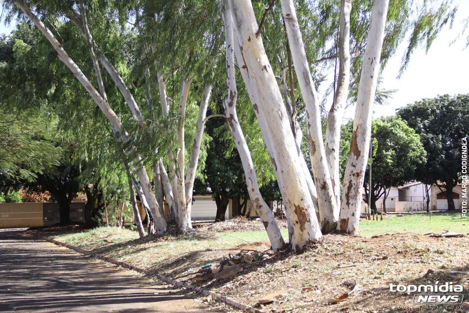 Árvores apresentam riscos para moradores da região