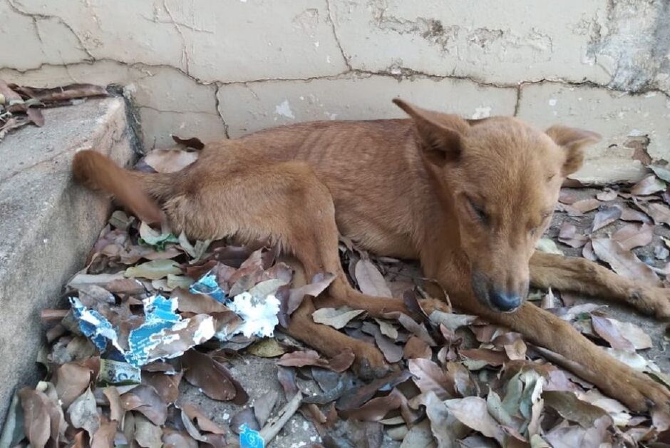 Cadelas estavam definhando em casa abandonada 