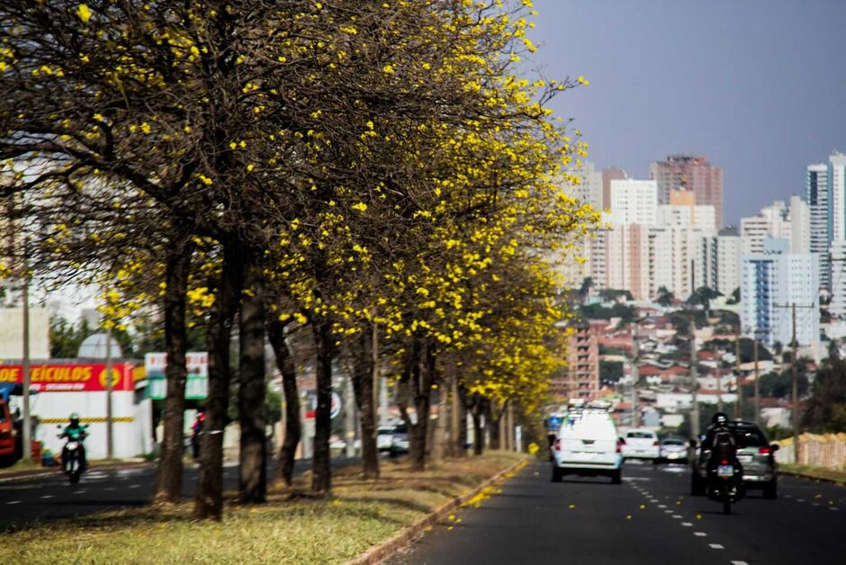 Ipê é a cor mais preferida entre quem compra mudas 