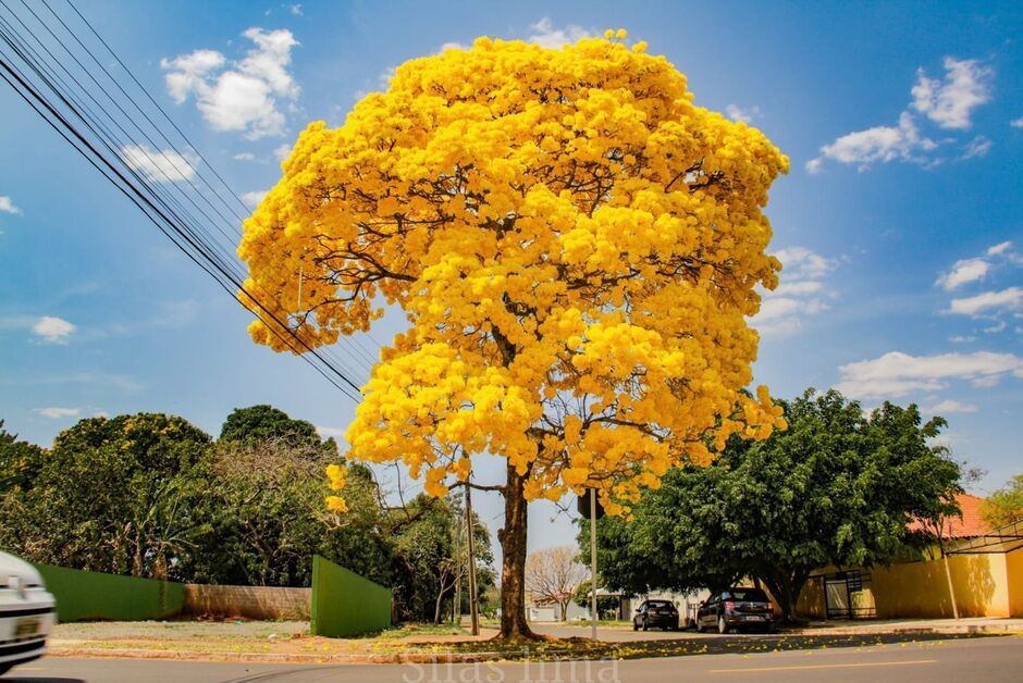 Ipê é a cor mais preferida entre quem compra mudas 