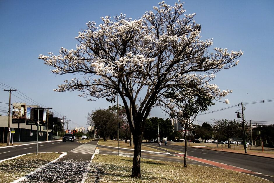 Ipê é a cor mais preferida entre quem compra mudas 