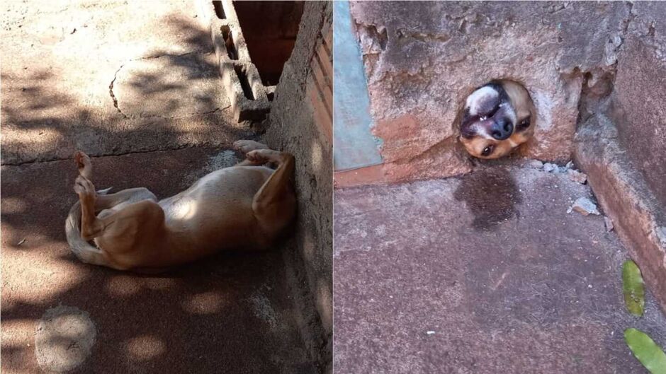 Cachorrinho ficou preso no buraco do muro