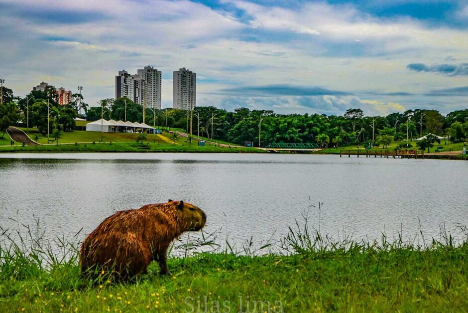 Capivara, lago e um lindo cenário é o que Campo Grande oferece em vários lugares