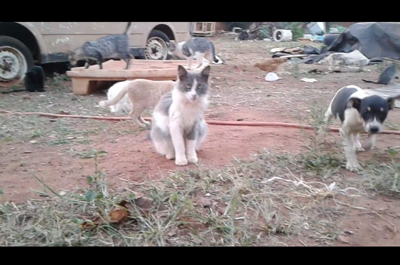 Gatos adultos para adoção