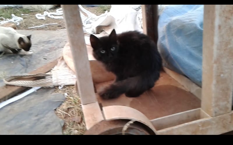 Gatos adultos para adoção
