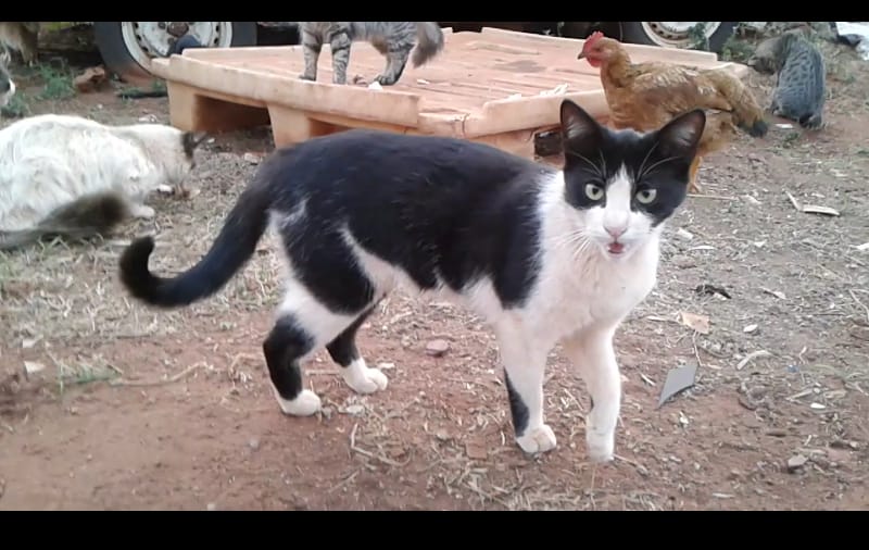 Gatos adultos para adoção