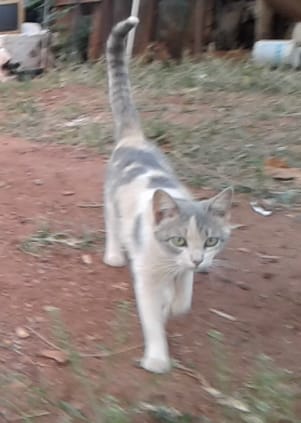 Gatos adultos para adoção