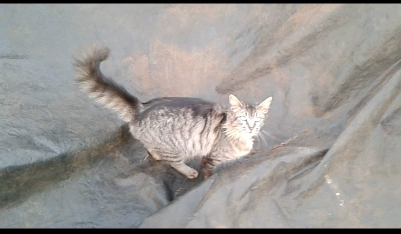 Gatos adultos para adoção
