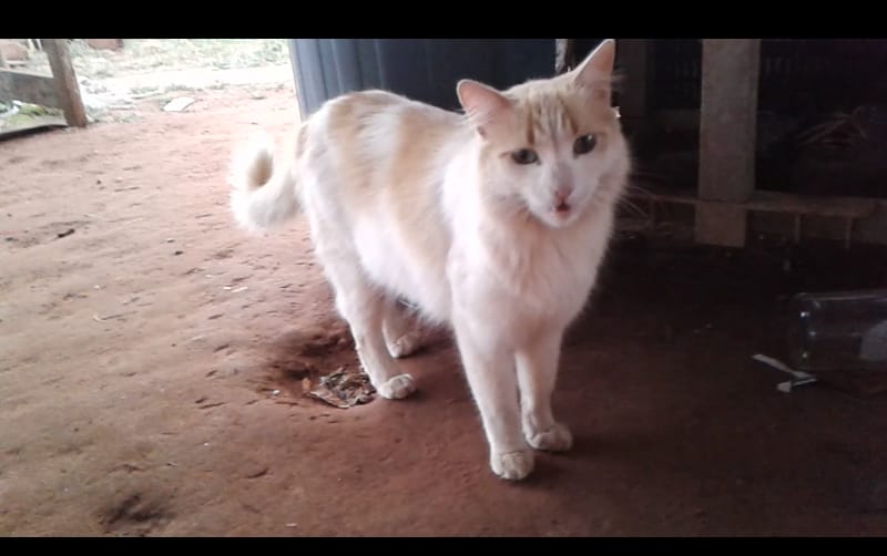 Gatos adultos para adoção