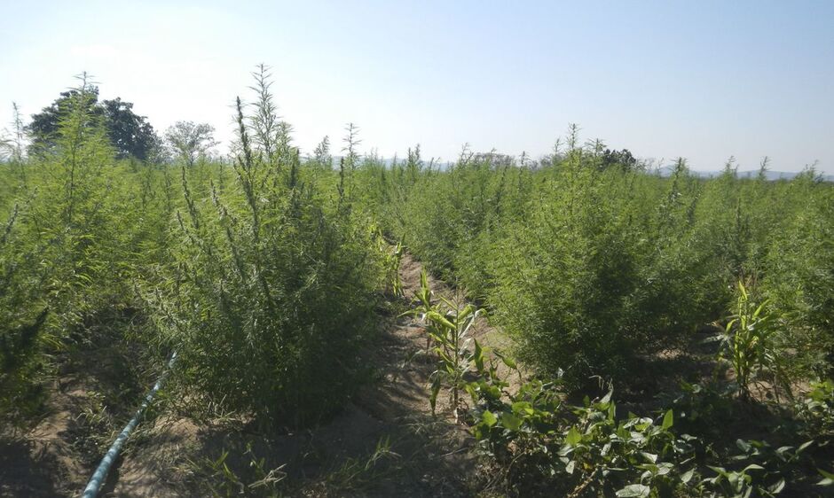 Candidatos disseram o que pensam a respeito da maconha medicinal