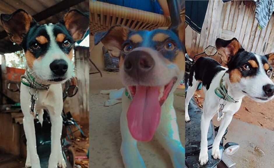 Cachorro sumiu na sexta-feira em Aquidauana 