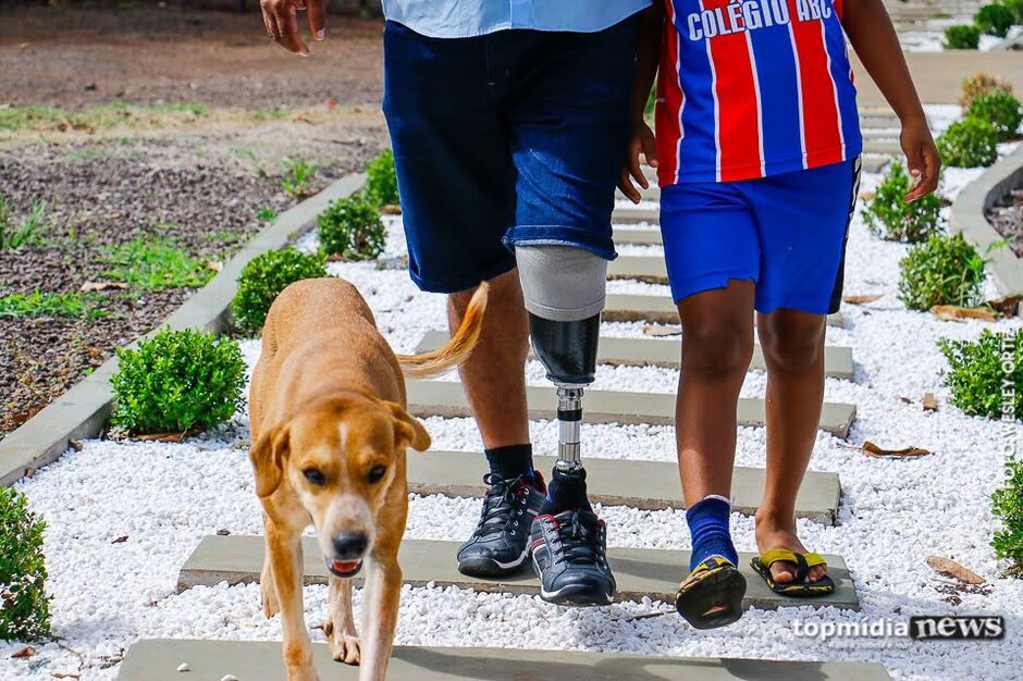 Projeto de lei visa liberar transporte de cães e gatos em ônibus