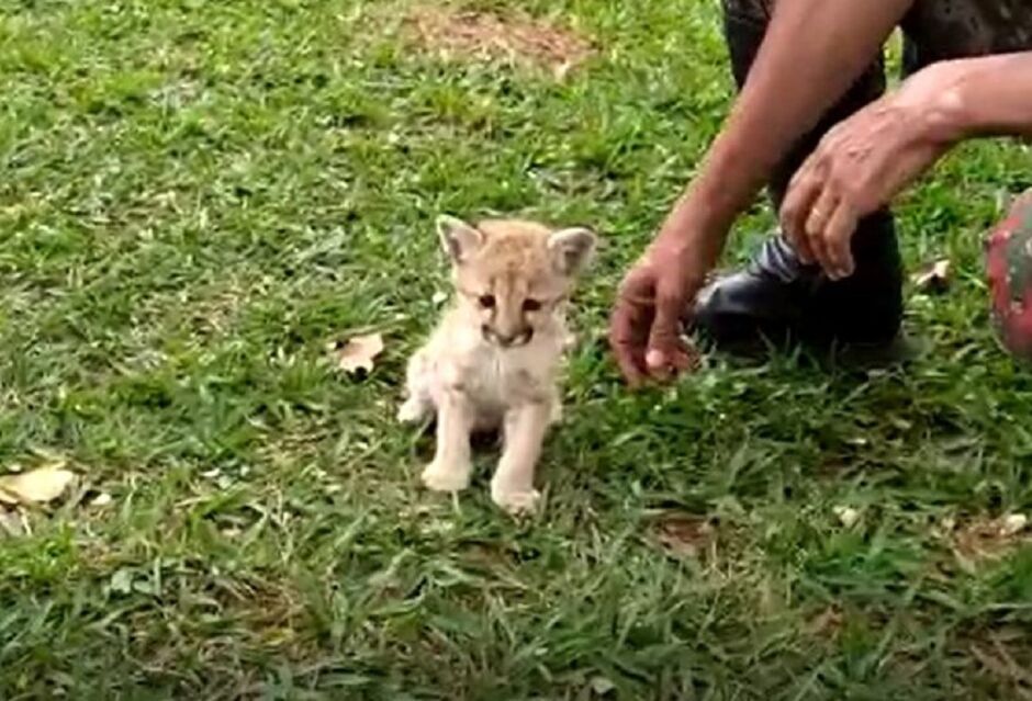 Filhote de onça se perdeu em fazenda de Rio Verde 