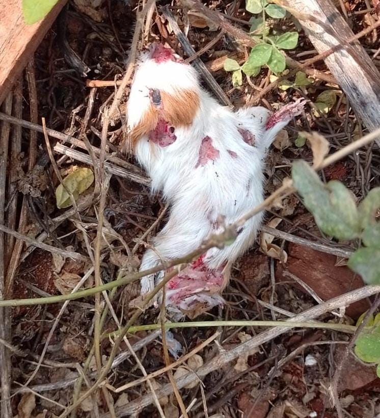 Animal doente resgatado na ação policial