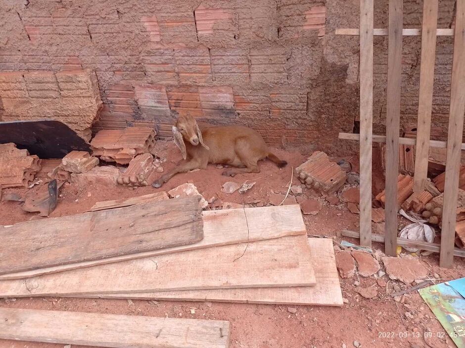 Animal doente resgatado na ação policial
