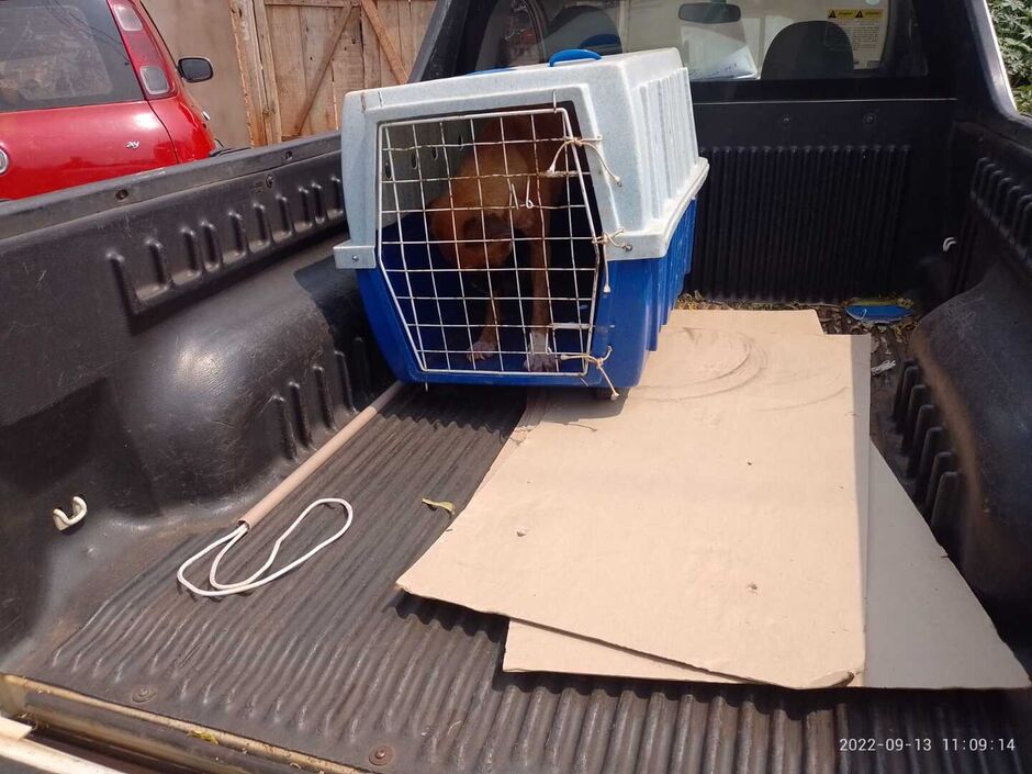 Animal doente resgatado na ação policial