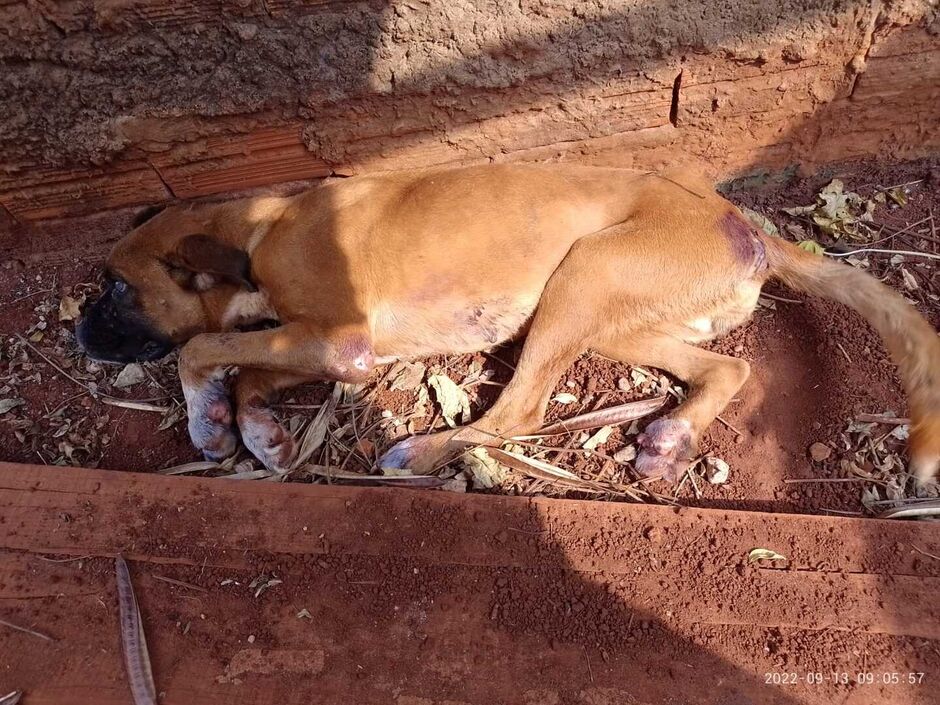 Animal doente resgatado na ação policial