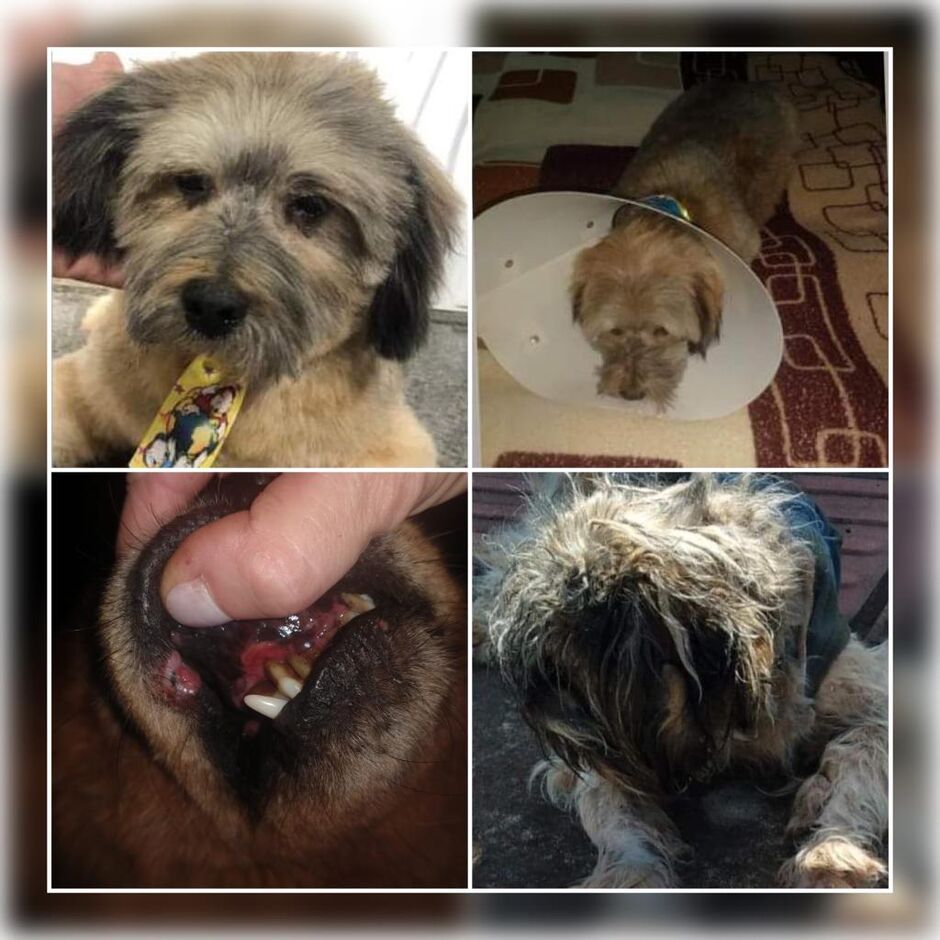 Cães que precisam de ajuda e doações