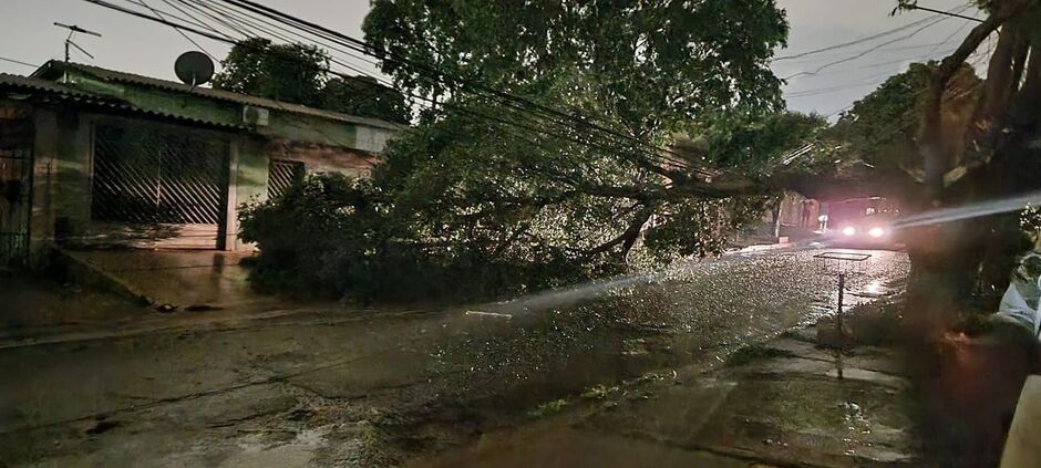 Árvore ficou caída sobre a rua após o temporal