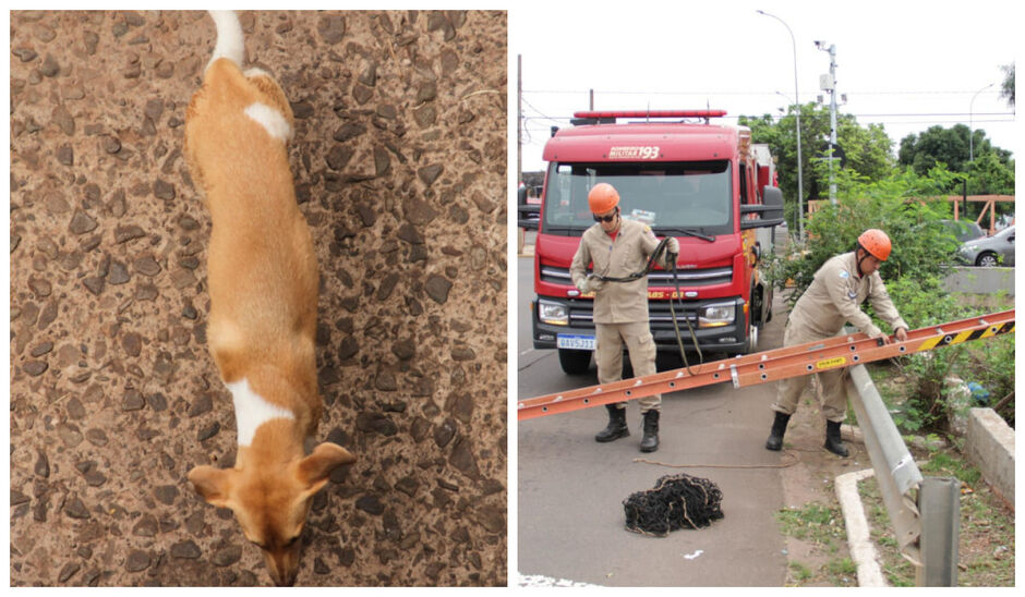 Cachorro caiu em córrego