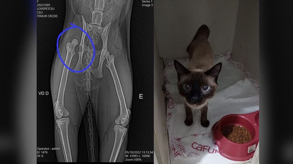 Céu já passou pela cirurgia, mas ainda vai precisar de outros cuidados