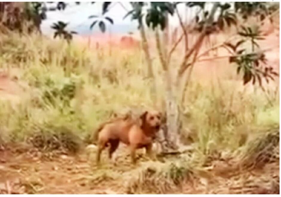 Cachorro foi resgatado após dois dias no sol e amarrado