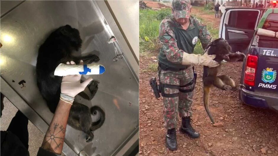 Ferimentos podem ter vindo de pessoas que se assustaram com o animal