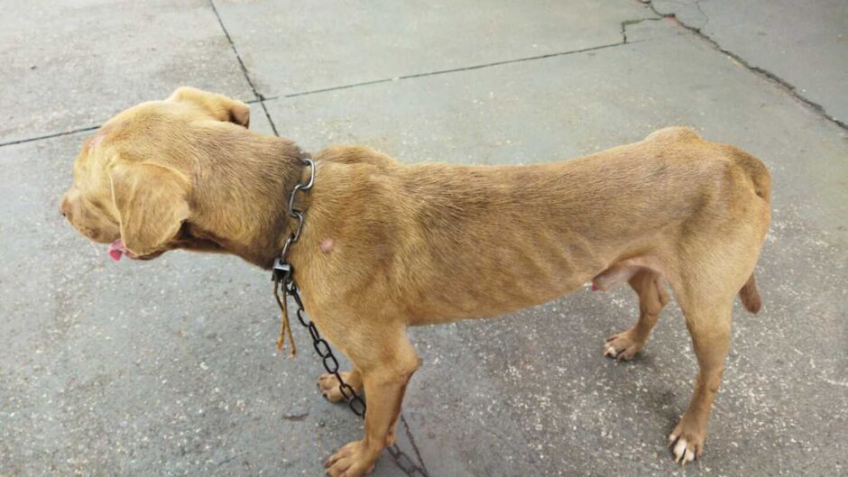 Além de invasão de domicílio, mulher tinha animal com sinais de maus tratos na chácara