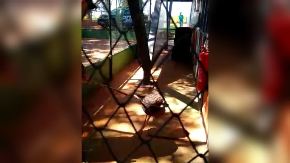 Cateto passeava no pátio de uma creche que fica dentro do Detran, em Campo Grande
