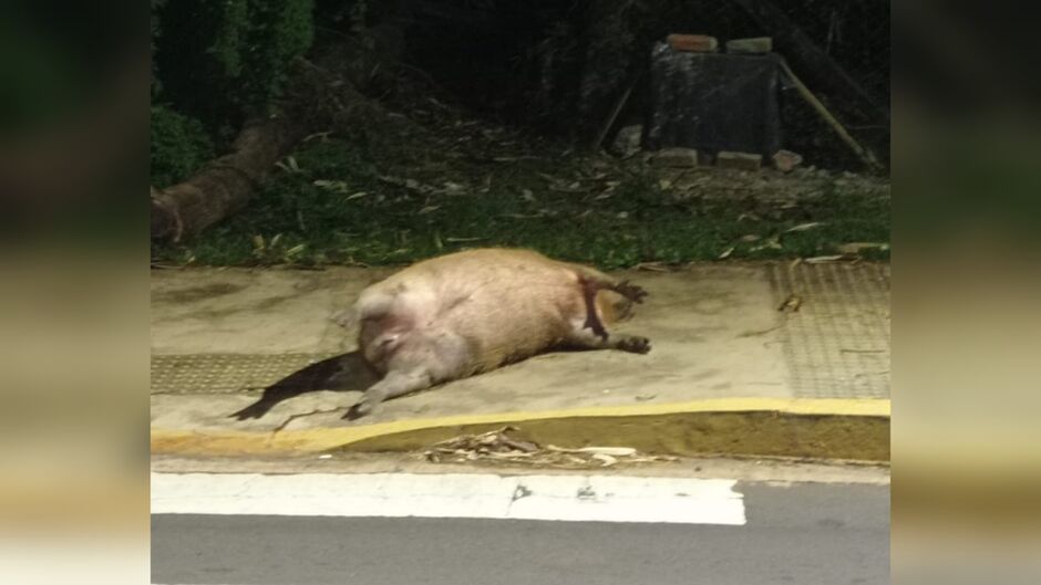 Pessoas passaram e viram corpo de animal jogado na calçada