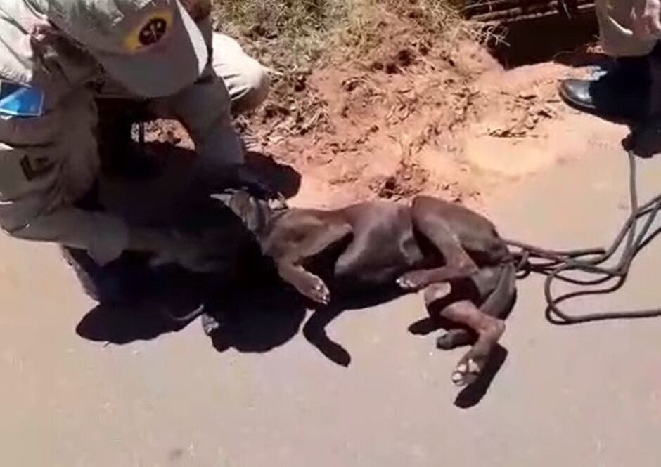 Animal foi resgatado pelos bombeiros