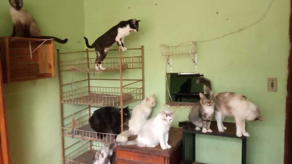 Alguns dos gatos de Marluce e Lucineide