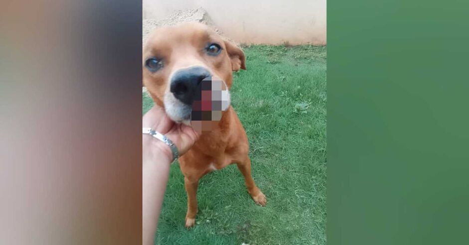 Scooby esfaqueado pelo vizinho