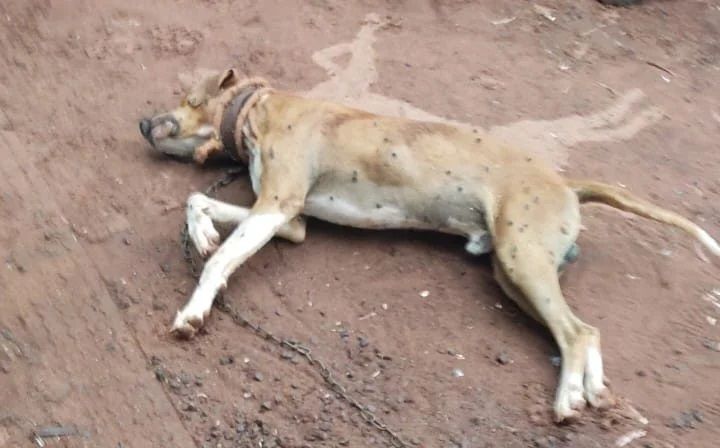 Cão foi morto por vizinho que se irritava com seus latidos