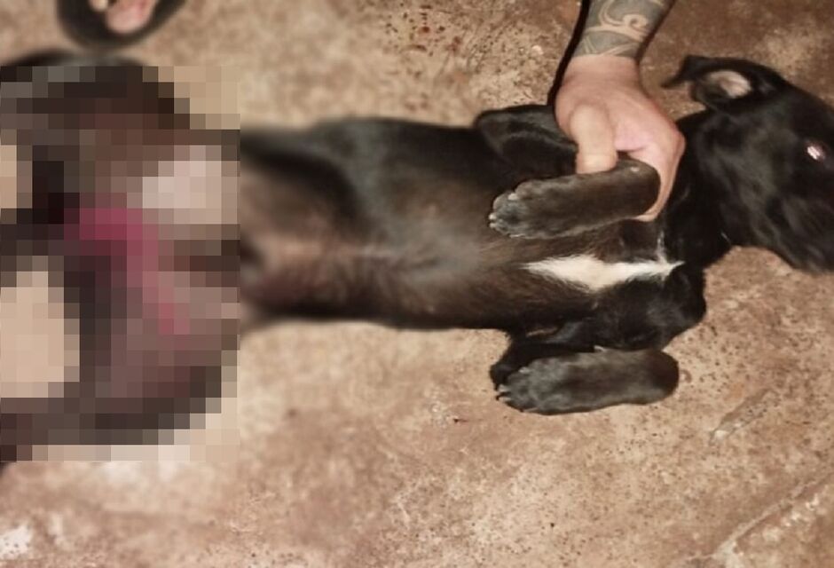 Donos seguiram os rastros de sangue deixados pelo bichinho e encontraram abusador