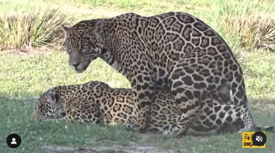 Onça do Richarlison cruza com Aracy no Pantanal 