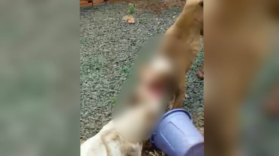 Cachorro rasgou a cara do outro com mordidas