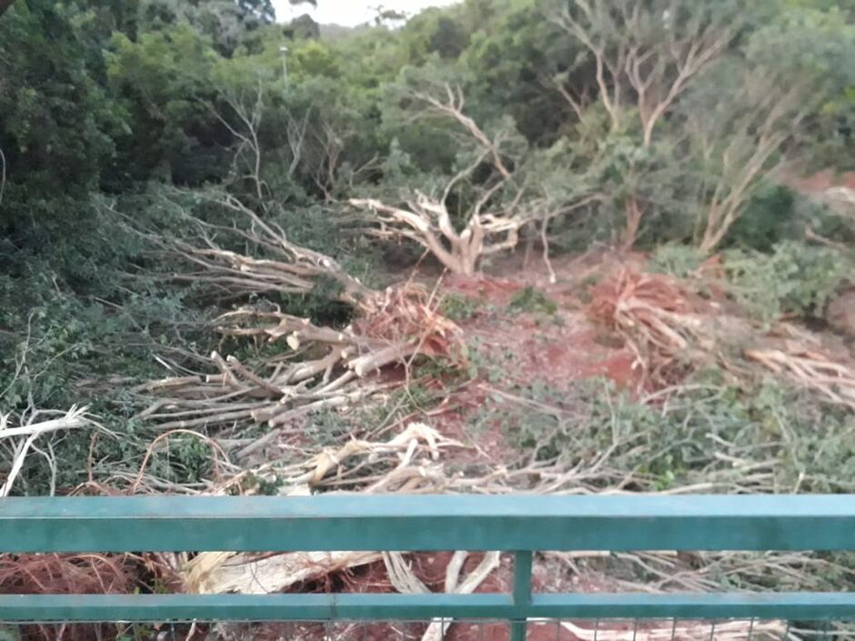 Derrubada de árvores preocupou leitor do TopMídiaNews