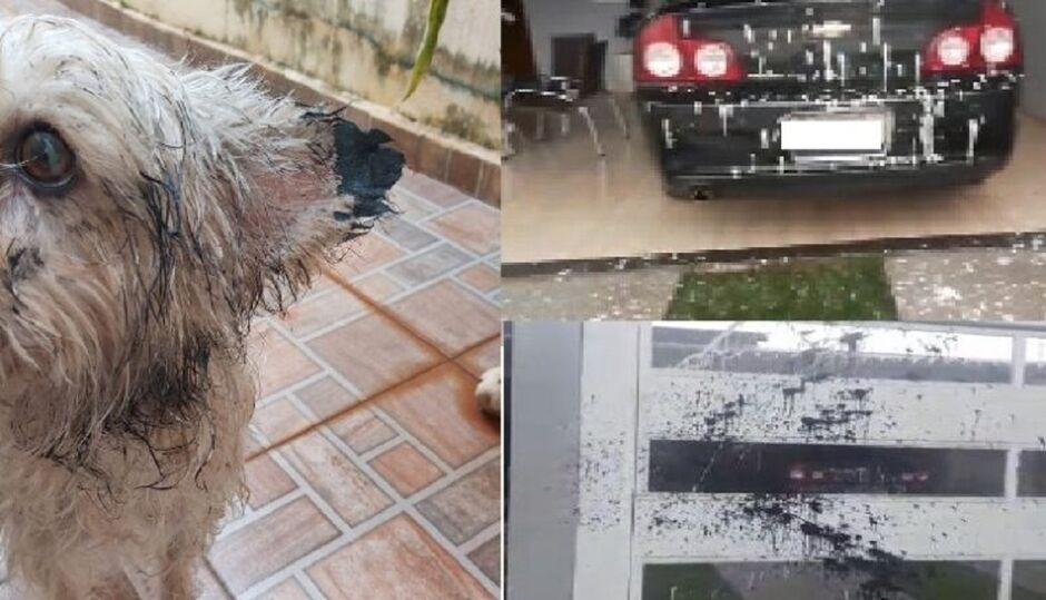Até cachorro foi vandalizado 