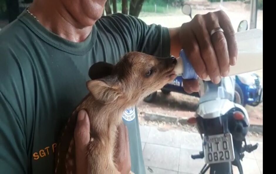 Filhote estava desidratado e faminto 