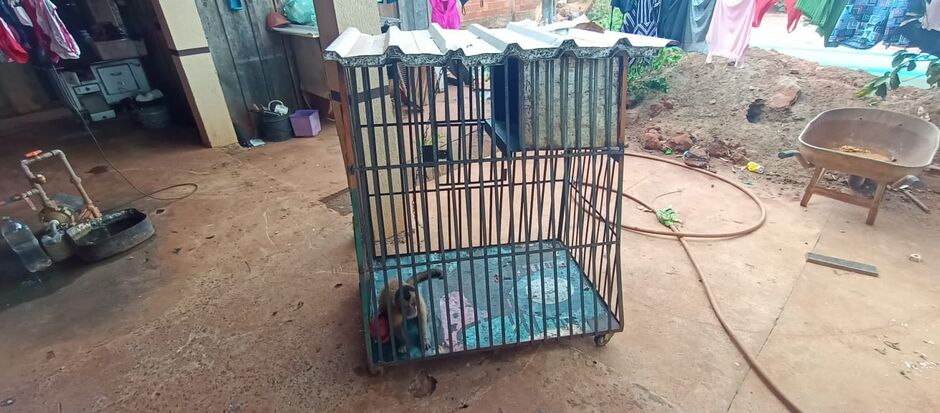 Macaco-prego estava com o homem desde quando era um filhote