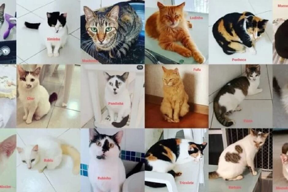 O ladrão de gatinhos não apareceu e não se sabe onde os bichinhos estão 