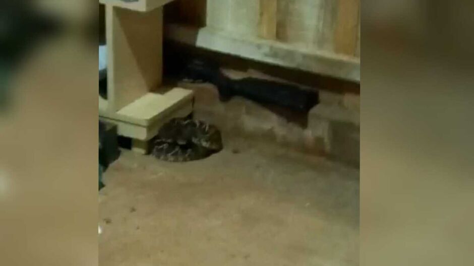 Cobra foi acuada por cachorro, momento em que a idosa percebeu o animal embaixo da cama