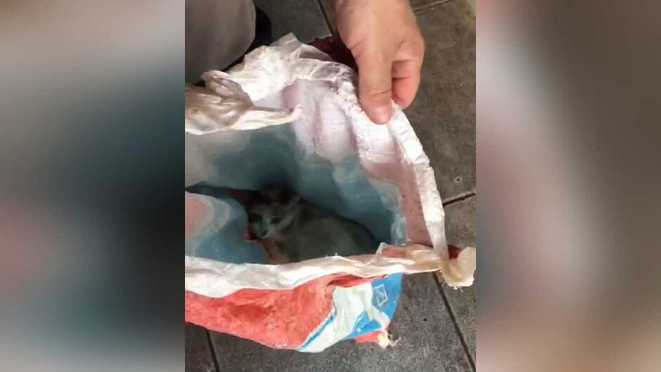 Gatinho foi encontrado vivo