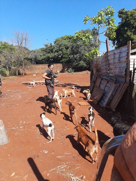 Abrigo precisa de ajuda com doações de ração