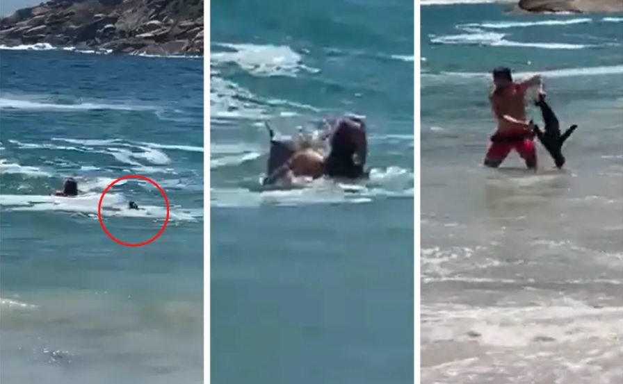 Foca atacou turistas