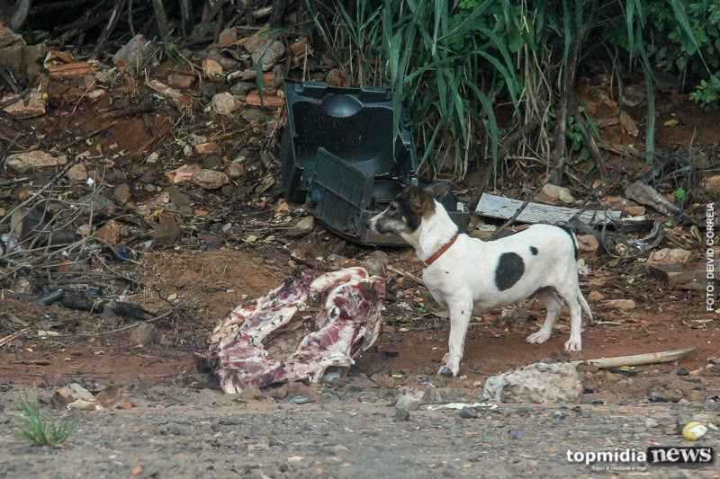 Cachorros foram encontrados mortos, um sobreviveu