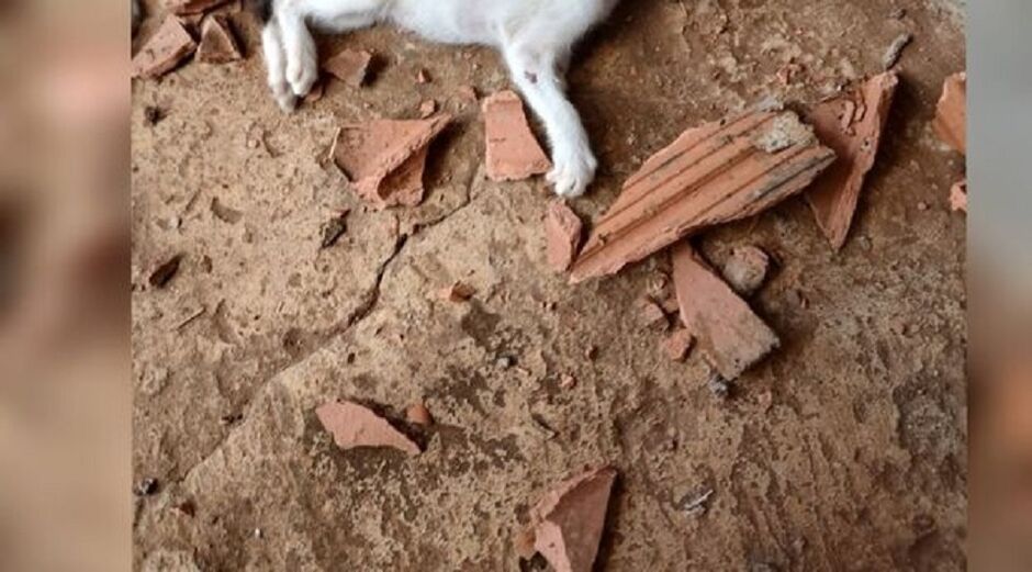 Animal foi morto a tijoladas
