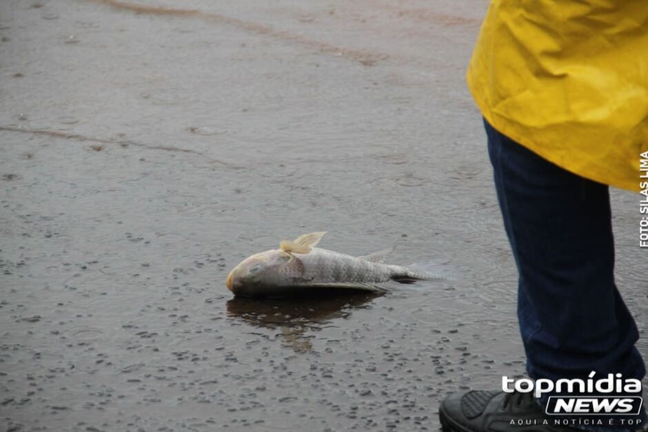 Além da tilápia, outros peixes e tartaruga foram encontrados no local